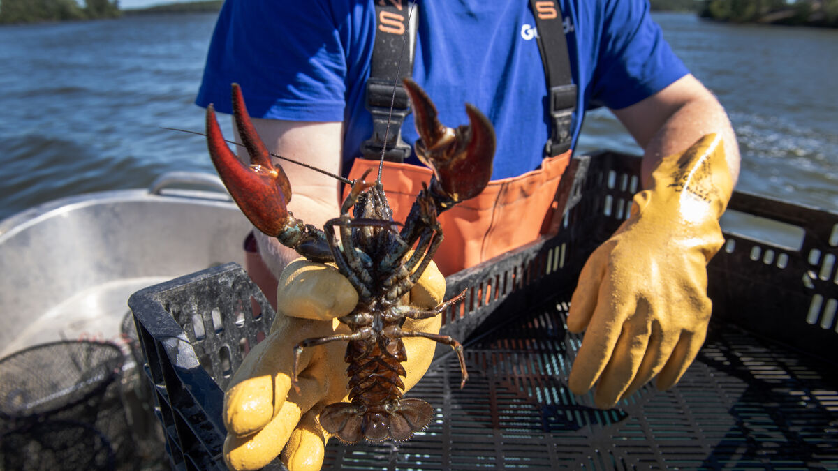 Good Crayfish Catch Expected This Year as Swedish River Crayfish Remains Critically Endangered