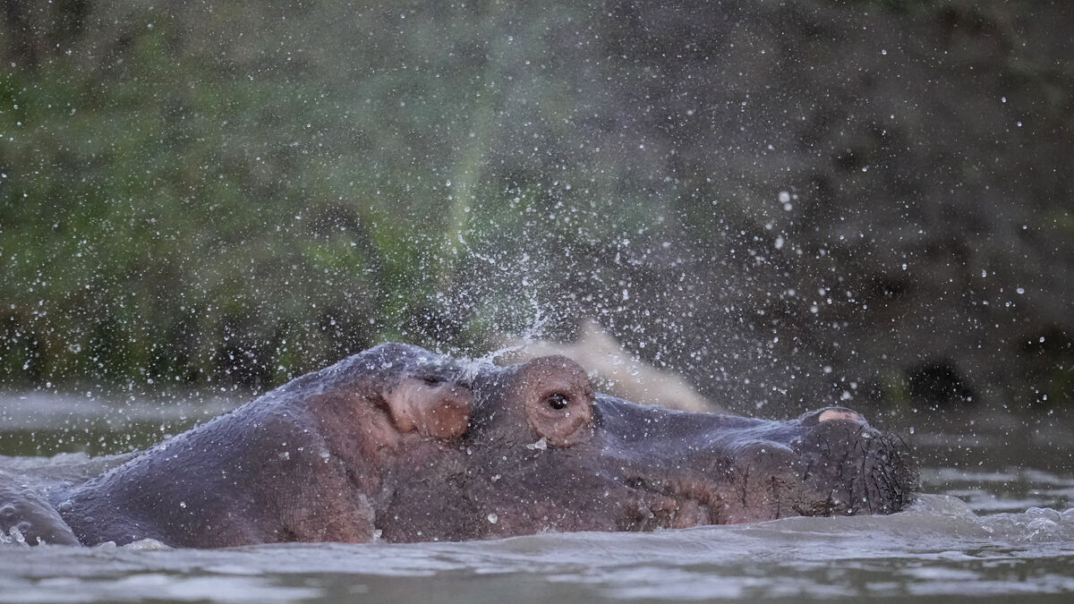 Descendants of Escobar's hippos to