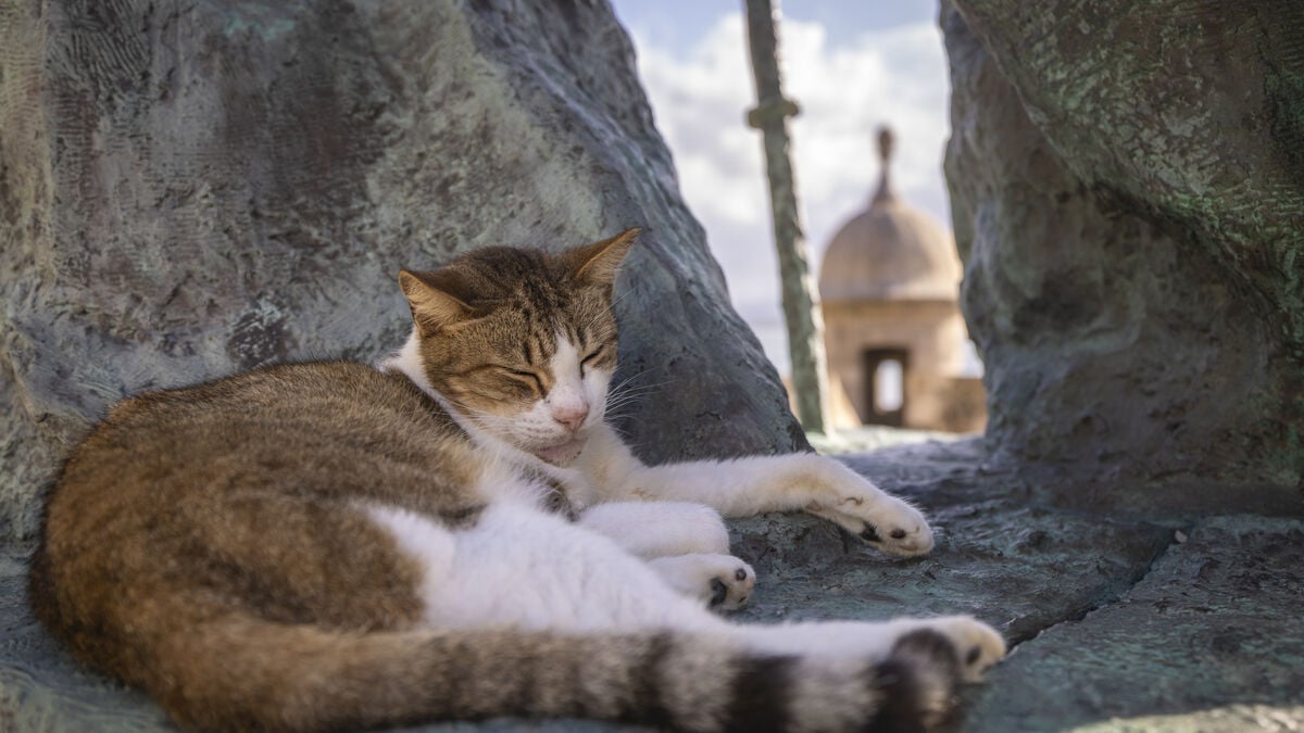 US pet owners spend millions on treatments to help cats and dogs live longer