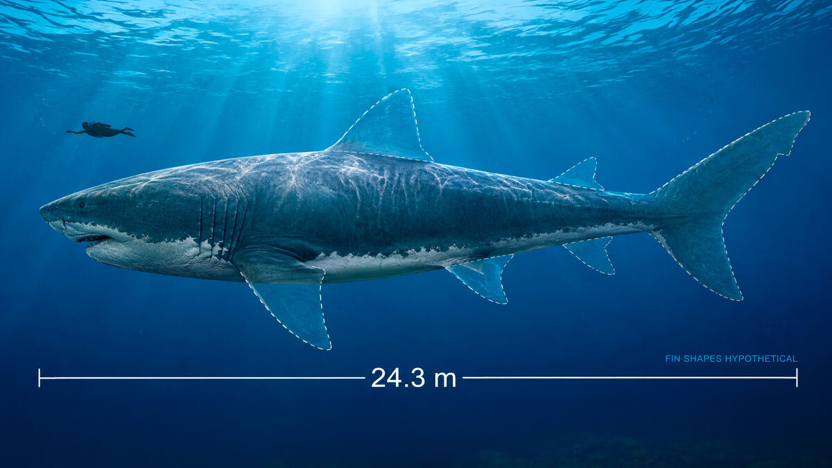 Forgotten Danish megalodon fossils reveal the giant shark’s age, size and last meal