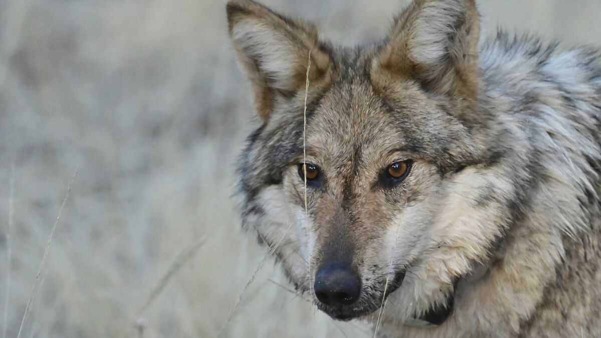 Zoo euthanizes entire wolf pack