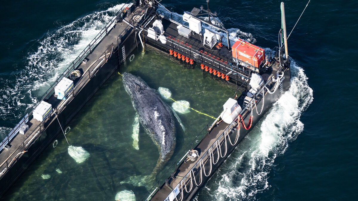 Timmy the humpback whale has been recovered