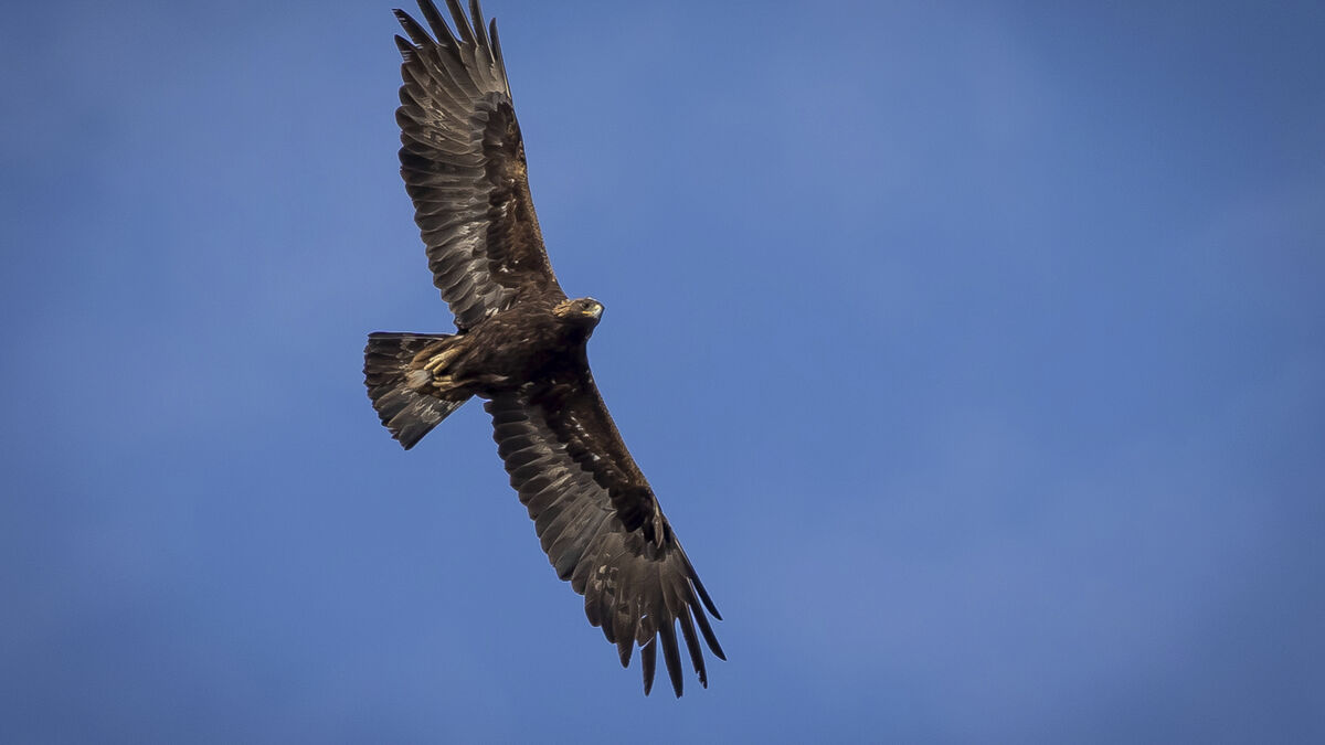 Record year for Sweden's golden eagle in 2025