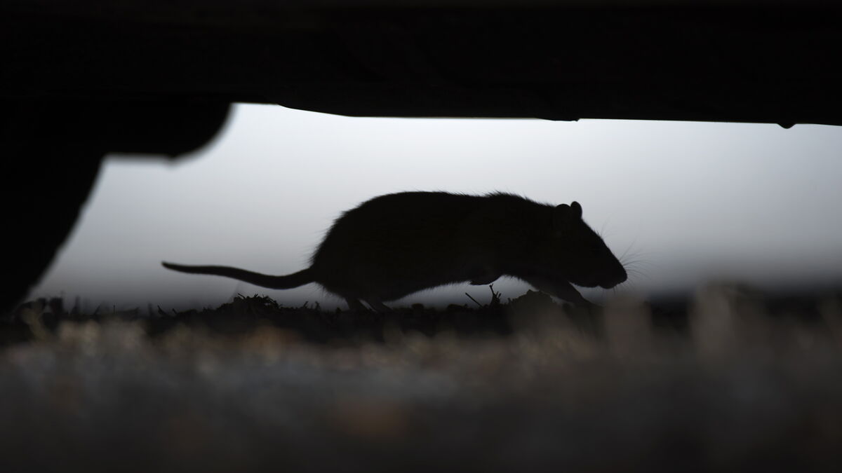 Beaver innocent - rat behind power outage