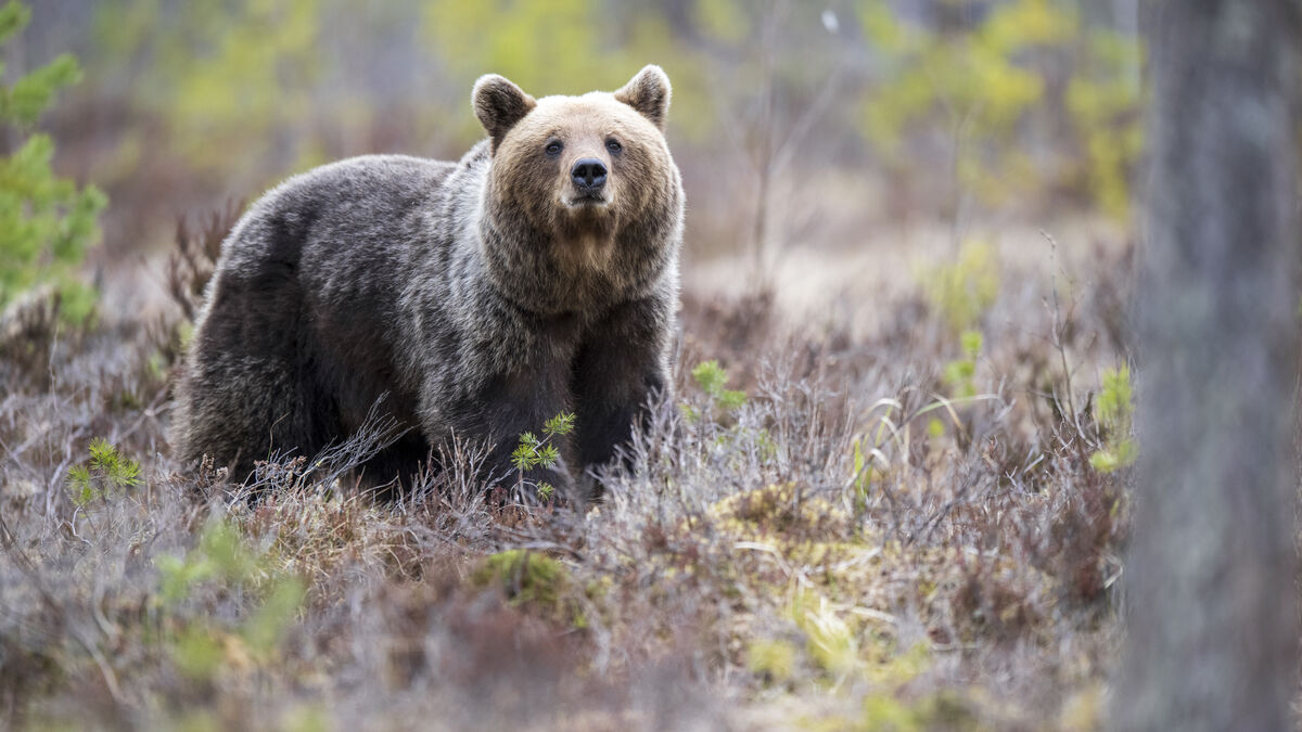 Woman killed by bear in