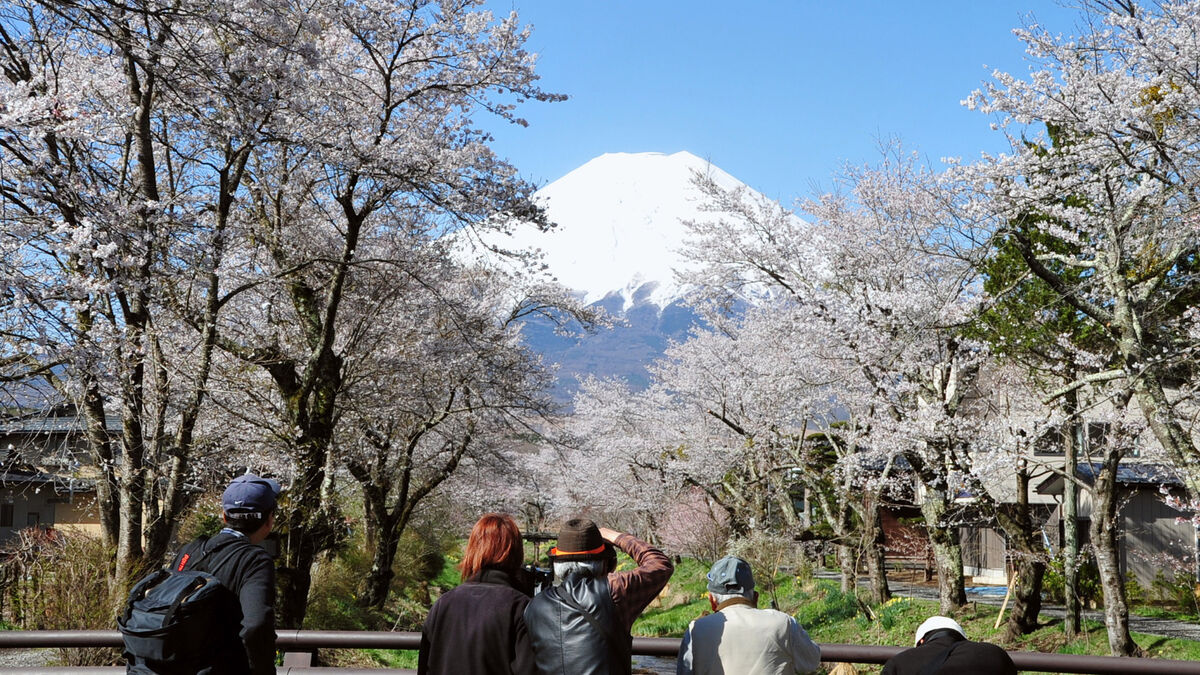 Cherry festival canceled after tourists