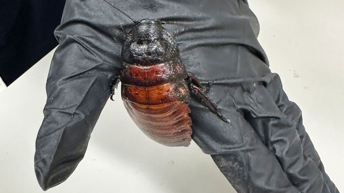 Insect farm shut down - 100,000 illegal cockroaches seized in Australia