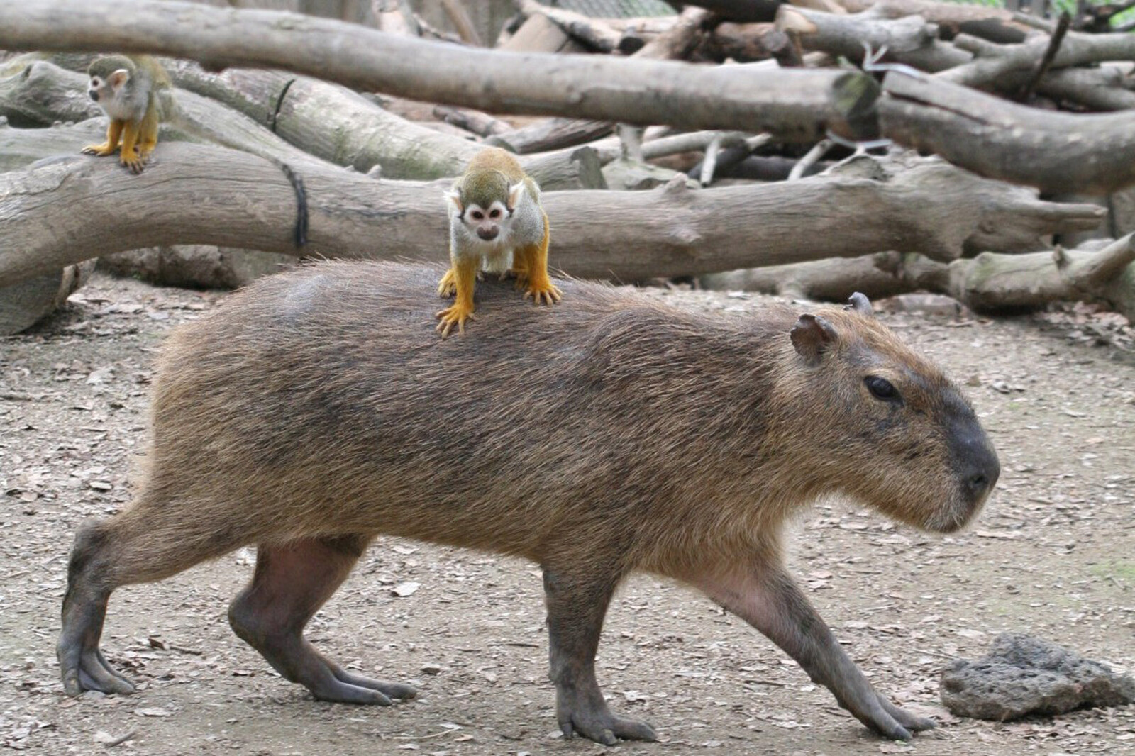 Escaped Capybara Returns Home After