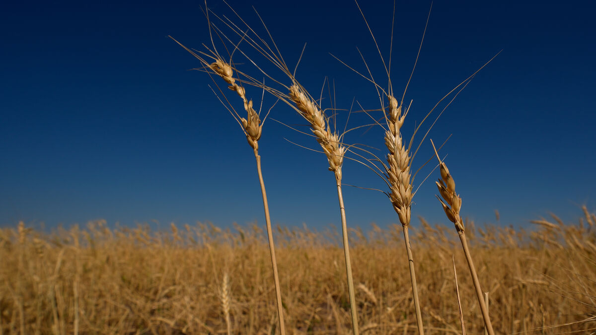 Global food prices hit highest level since 2022, UN says
