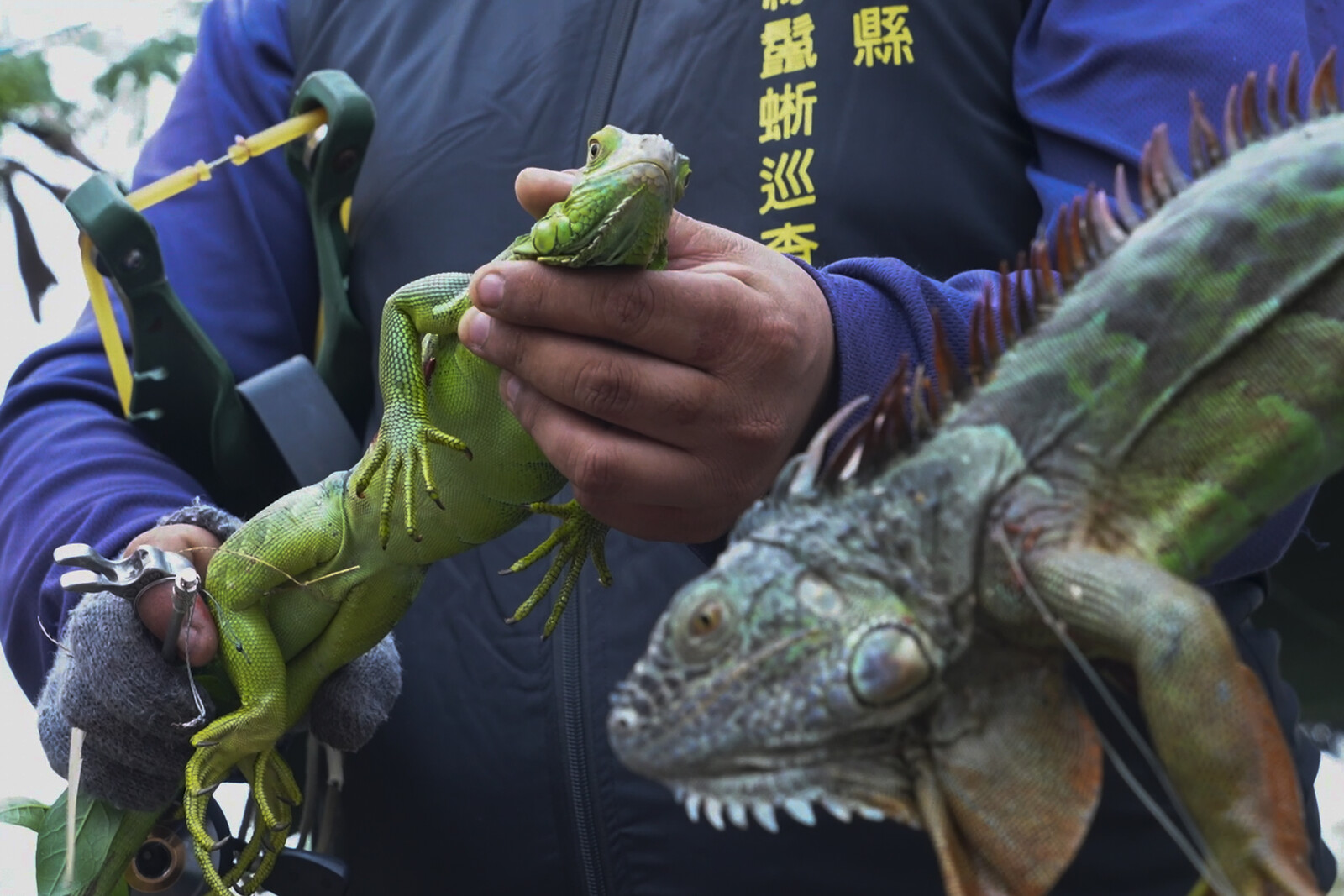 120,000 iguanas to be put