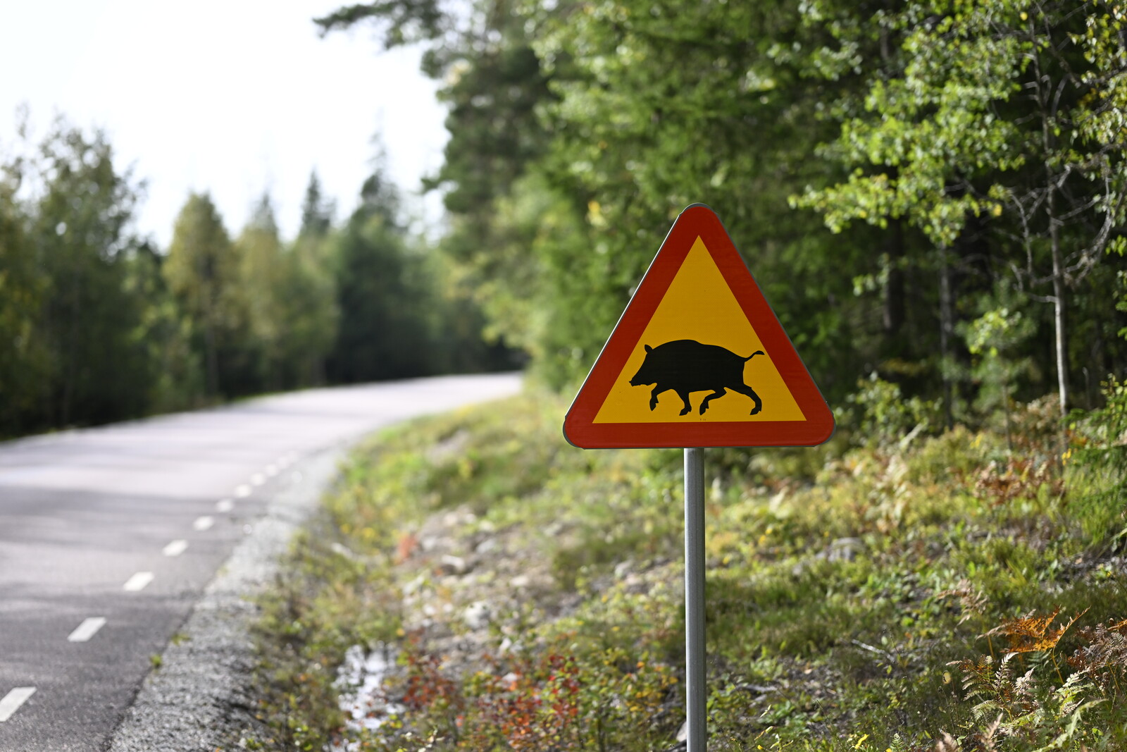 Hunter Charged After Hunting Dog Shot During Wild Boar Hunt