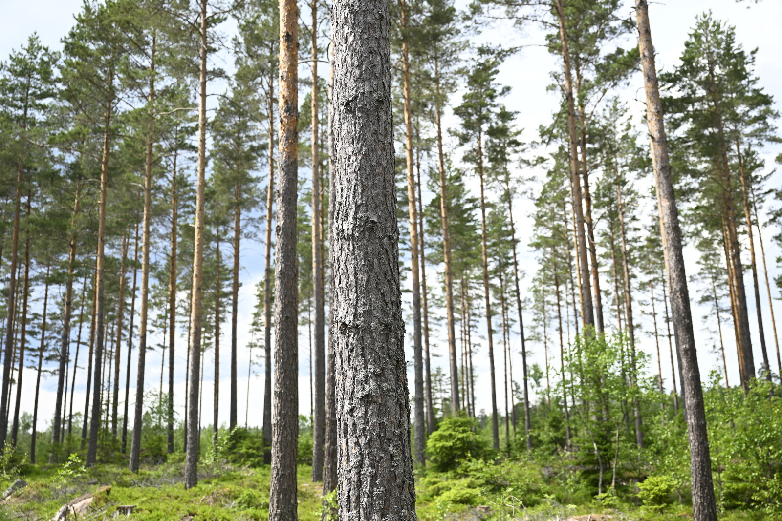 Forestry Investigator: Shorten the Process