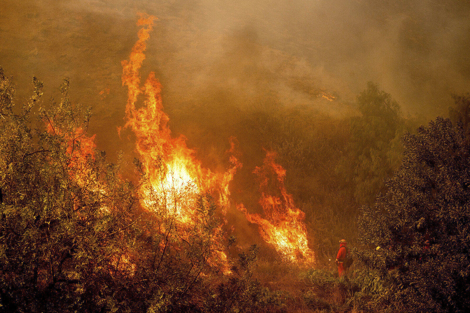 Many buildings destroyed in forest