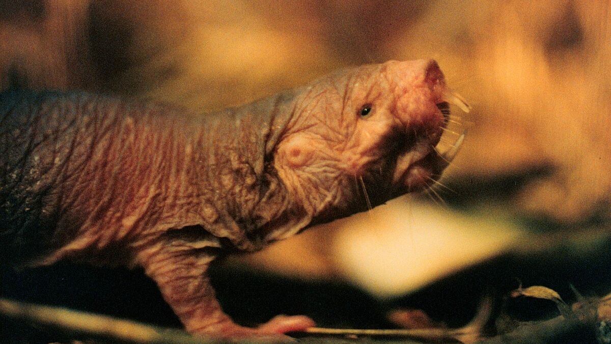 Naked mole rat queen rules colony with scent, study finds
