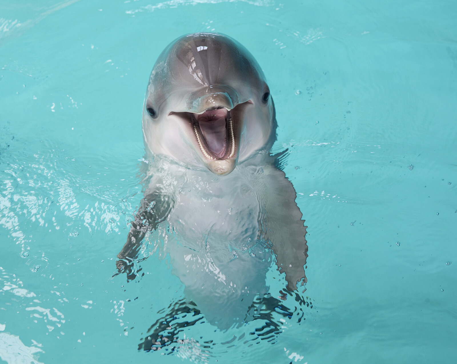 No Other Dolphins Ill After