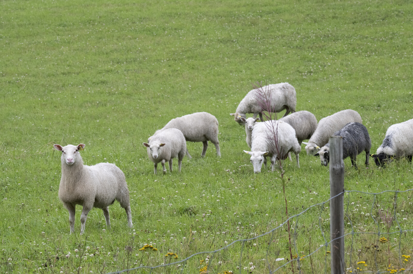 Lightning Strike Kills 14 Sheep in Örebro and Södermanland Storm