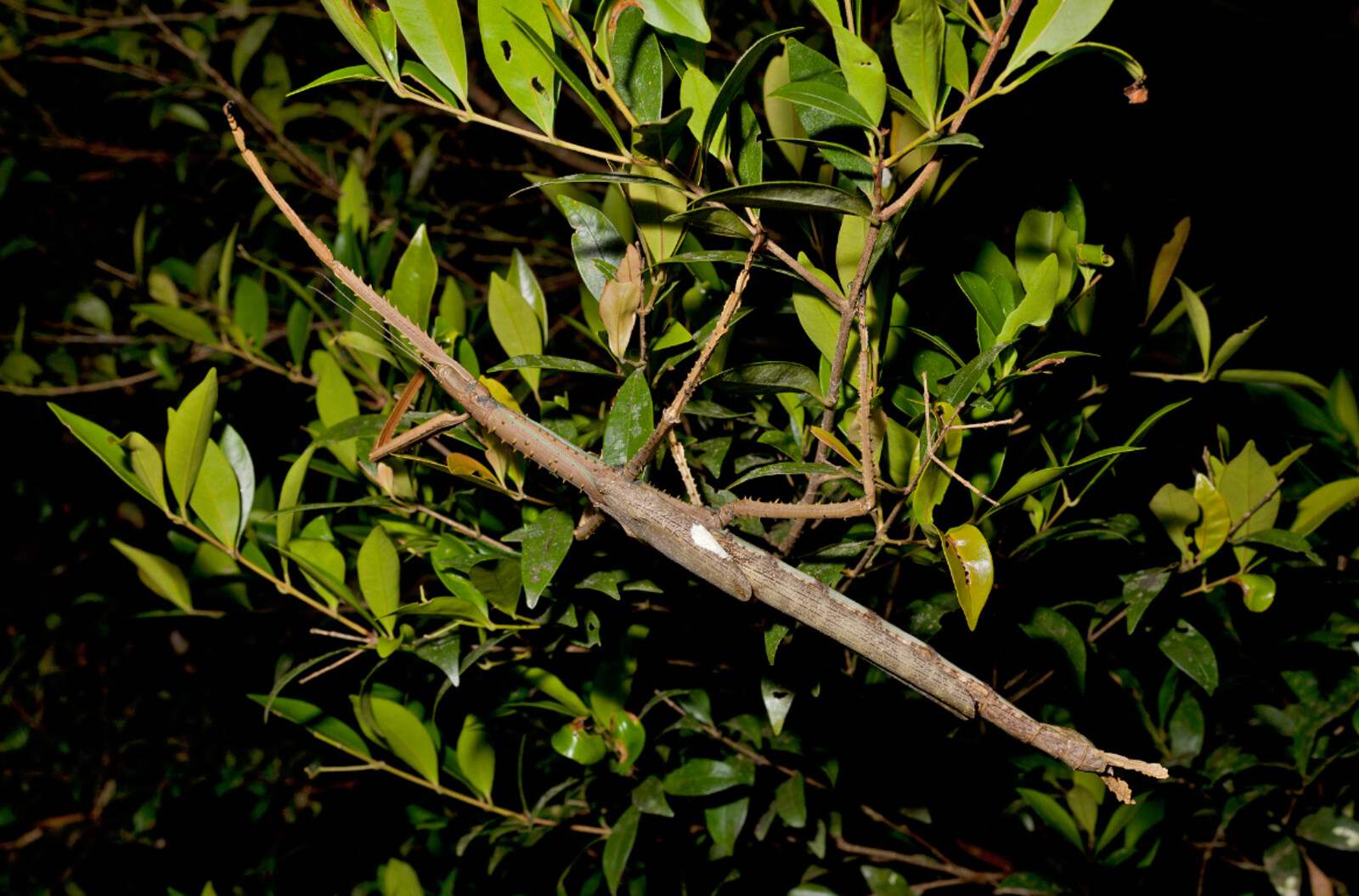 Giant Walking Stick Insect Found