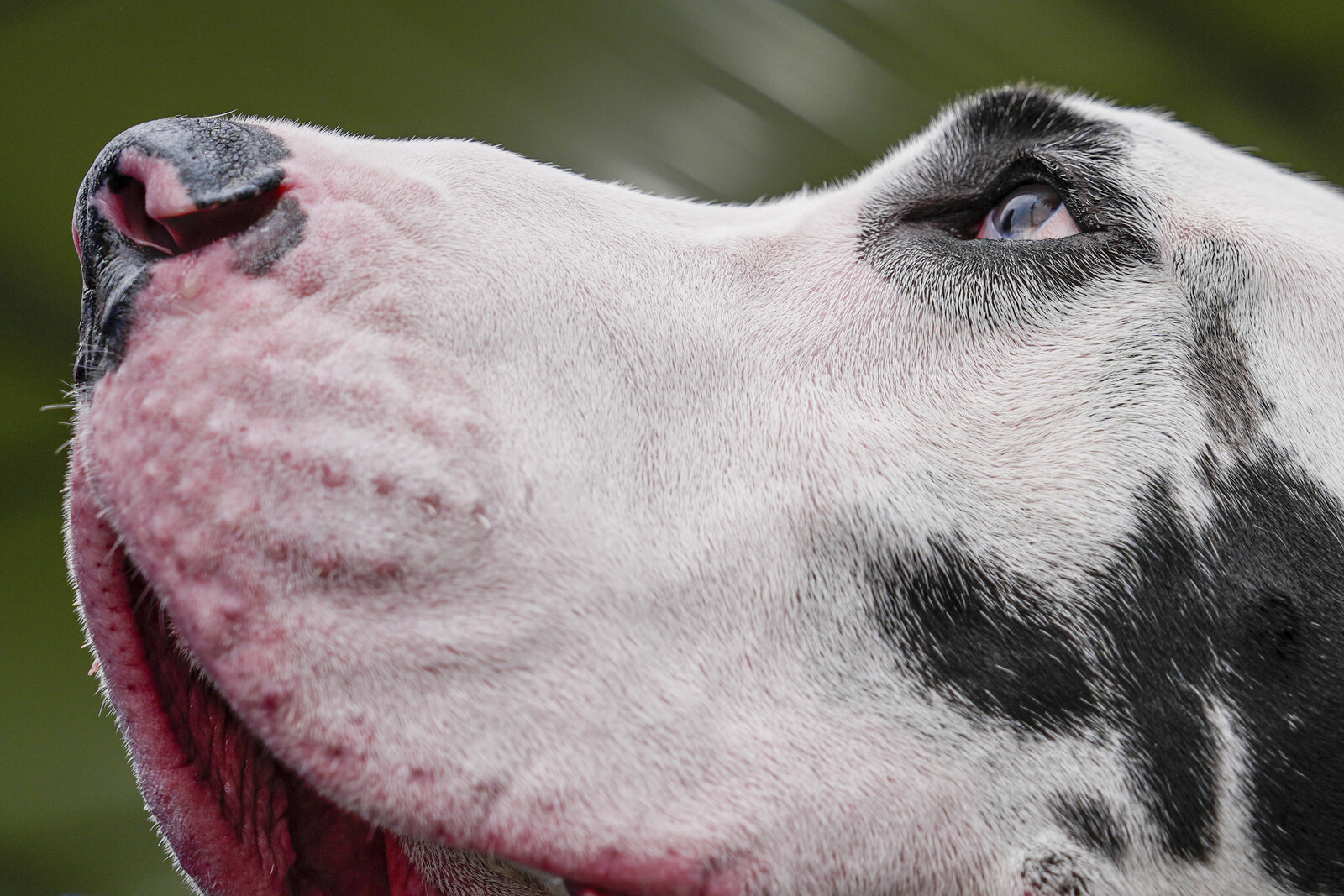 Rise in Pet Allergies Leads to Increased Medication Sales