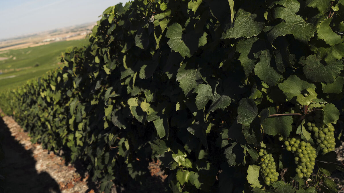Champagne harvest starts at record early date after summer heatwaves