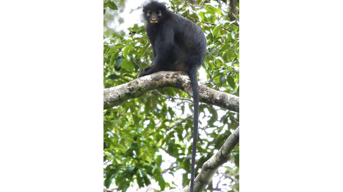New colobus monkey species discovered in Congo rainforest