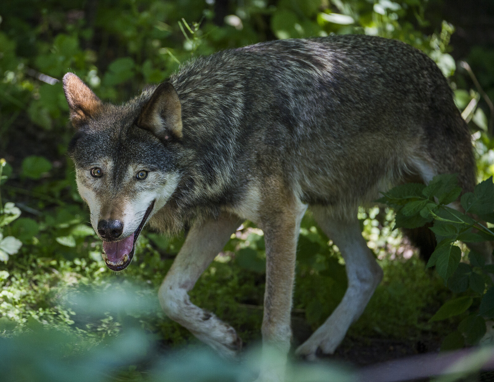 Wolf Shot in Malmö Did
