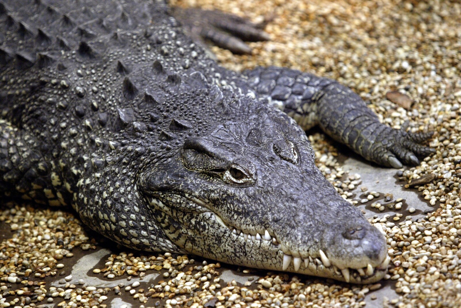 Bad Weather Sparks Mating in