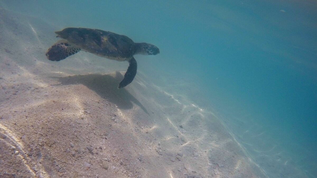 Sea turtles targeted on the