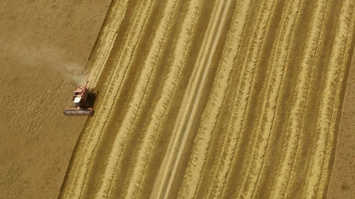 Wheat prices hit three-year high as concern grows over Russian escalation in Ukraine