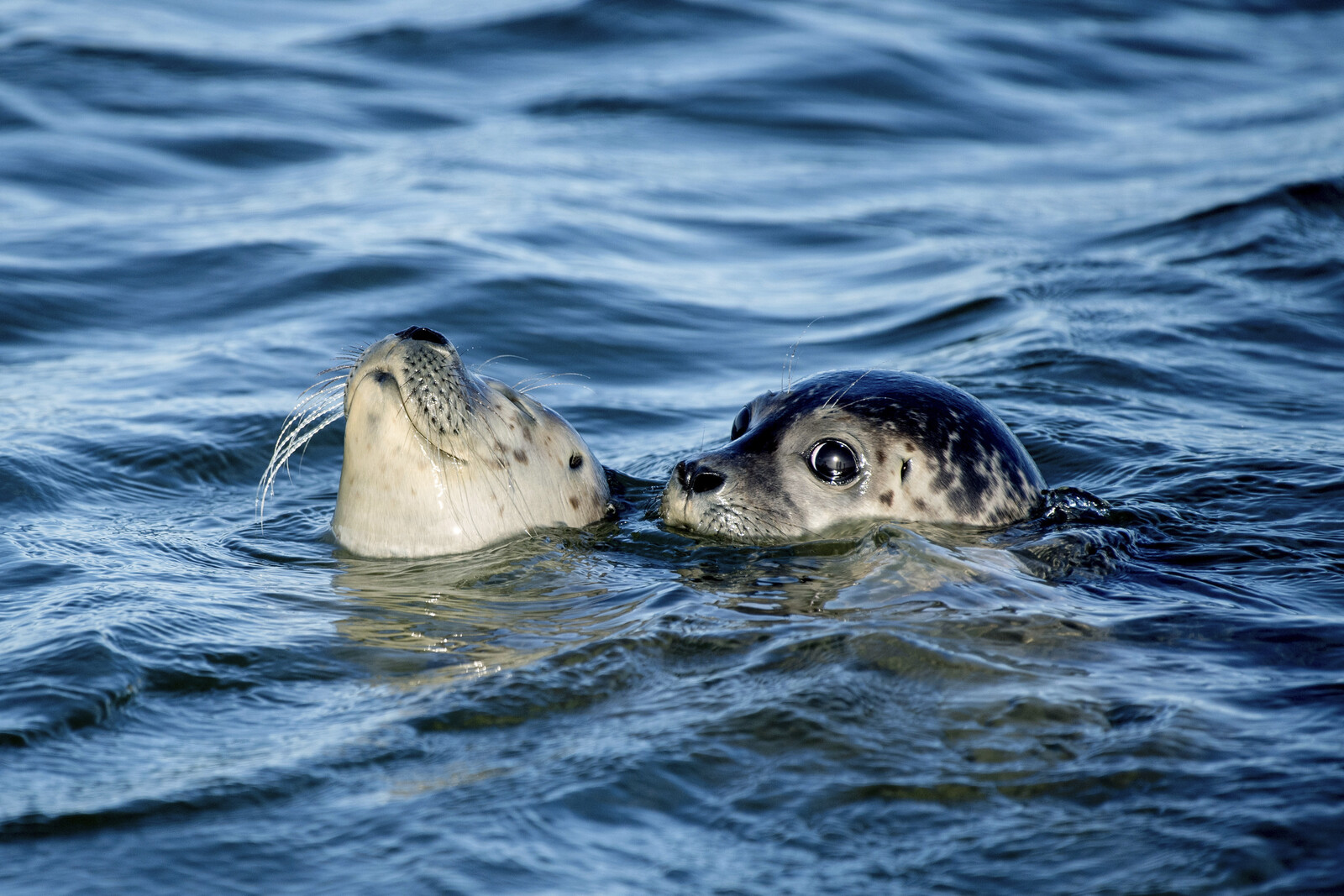 Mass death among seals in