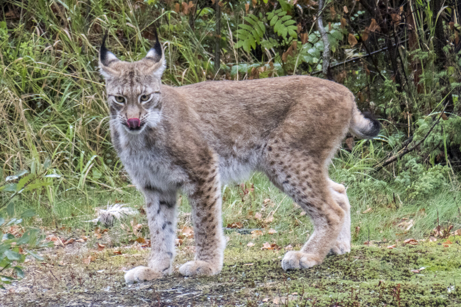 Lynx Shot Ends Protective Hunting in Norrtälje