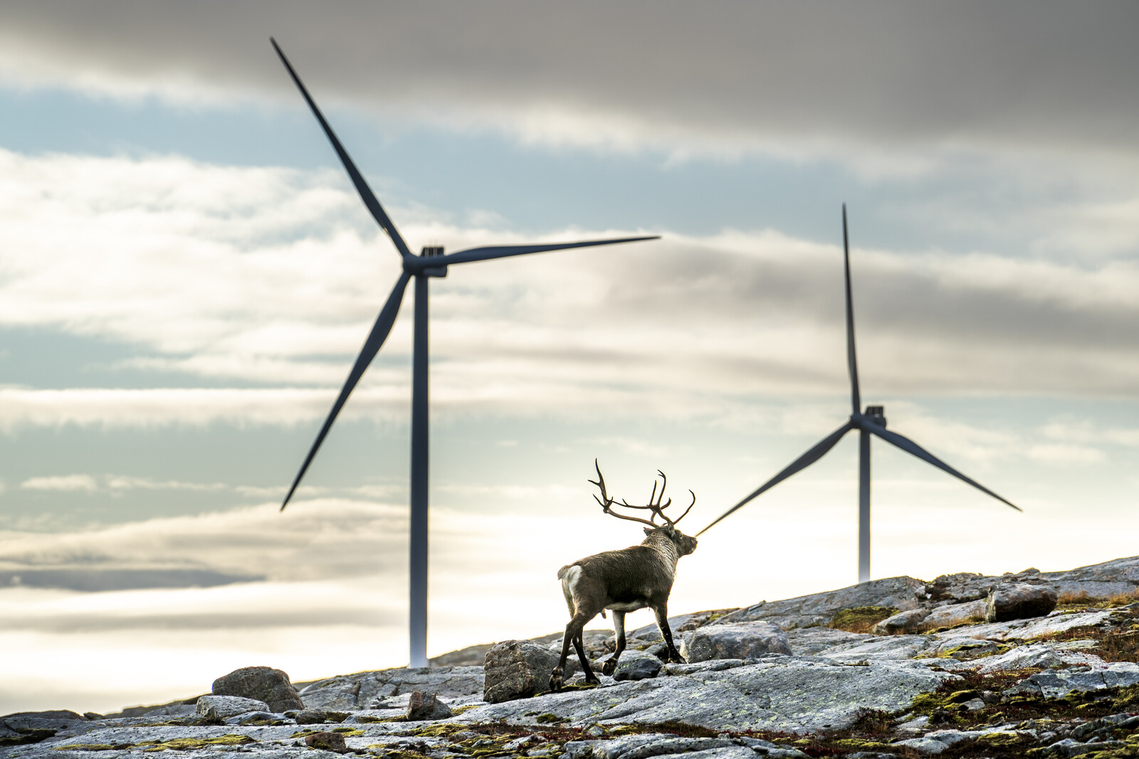 Wind Farm Construction Denied by Court