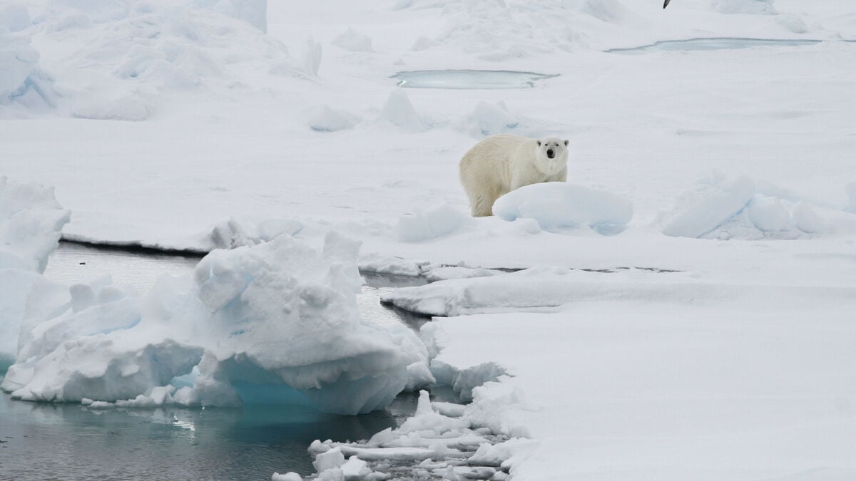 Ship horn wakes sleeping polar bear in Svalbard, triggers 50,000 kroner fine