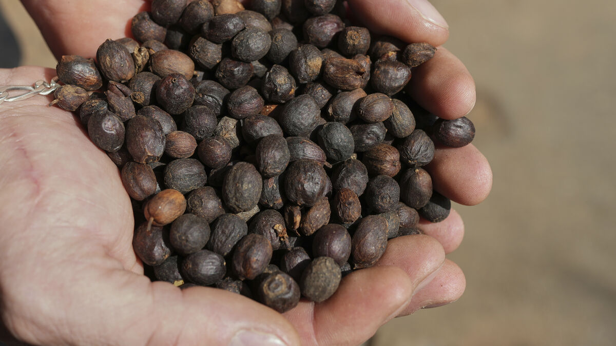 Lower coffee prices after Trump's