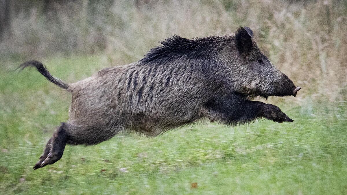 Tens of thousands of Trichinella tests on wild boar, only one positive