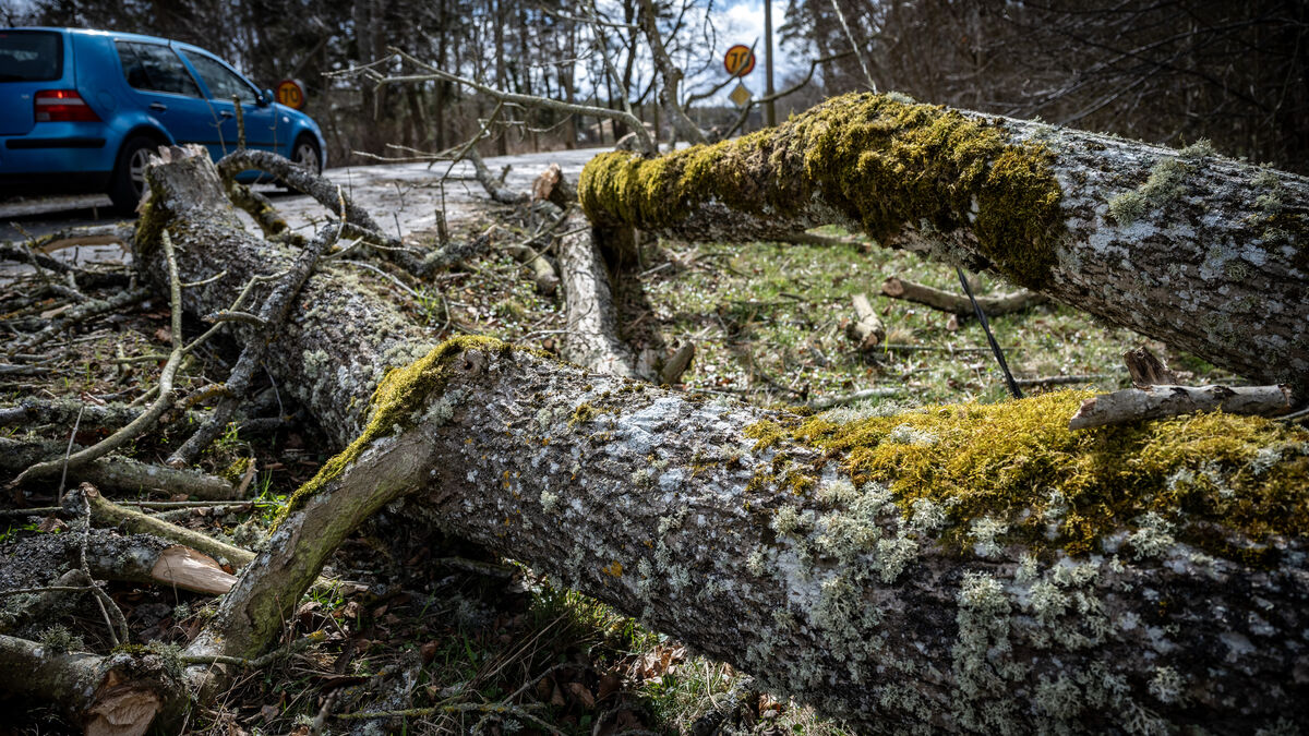 Tree chaos disrupts traffic as