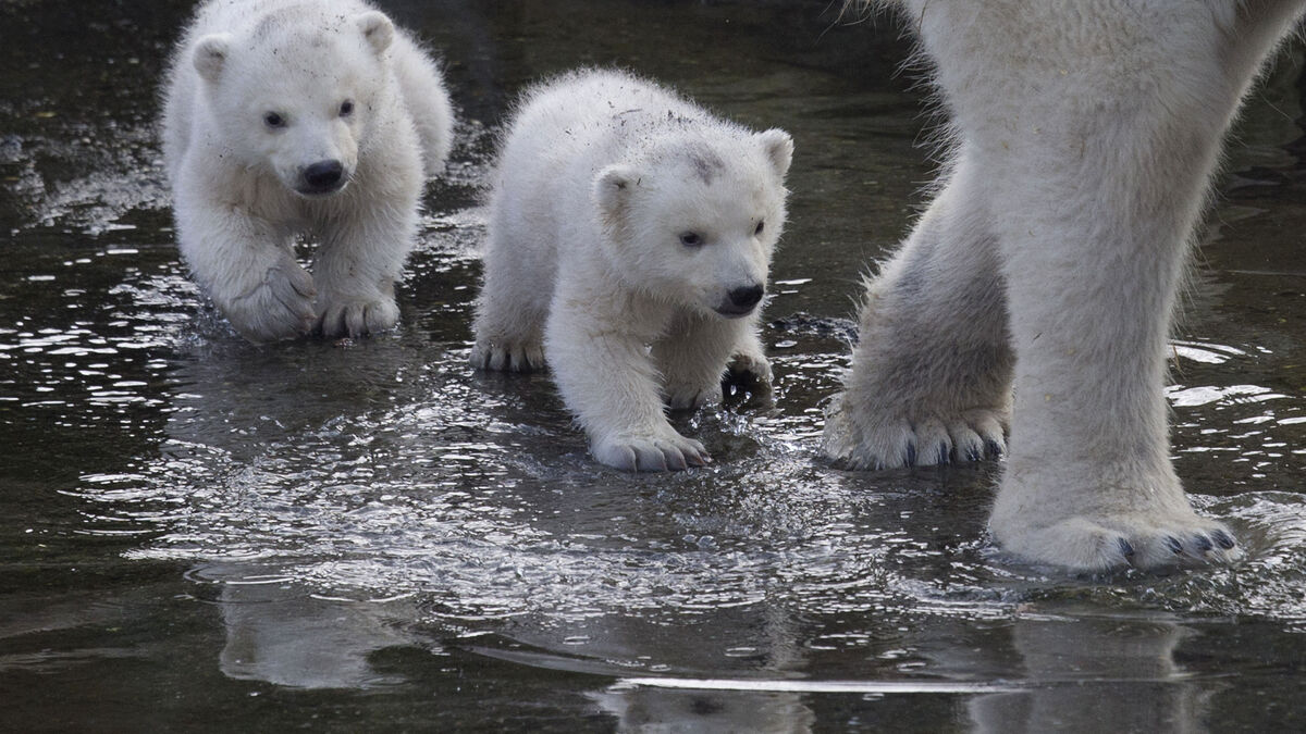 Polar bear mother adopts a