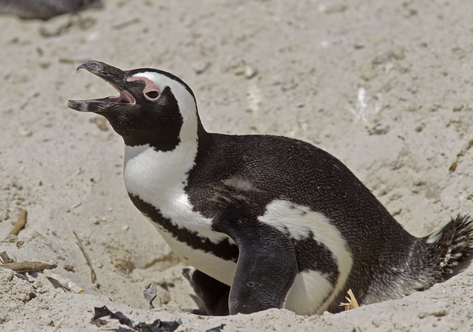 Penguin Incident Causes Helicopter Crash