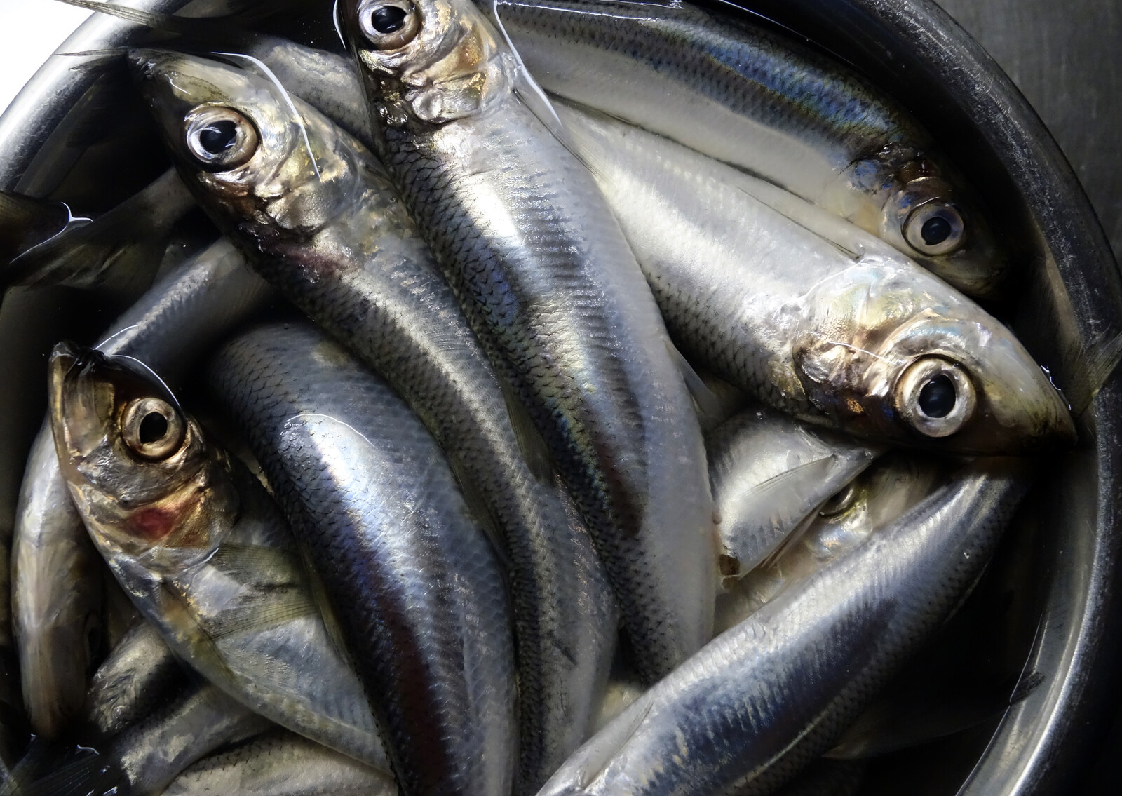 Herring from the Baltic Sea Less Toxic