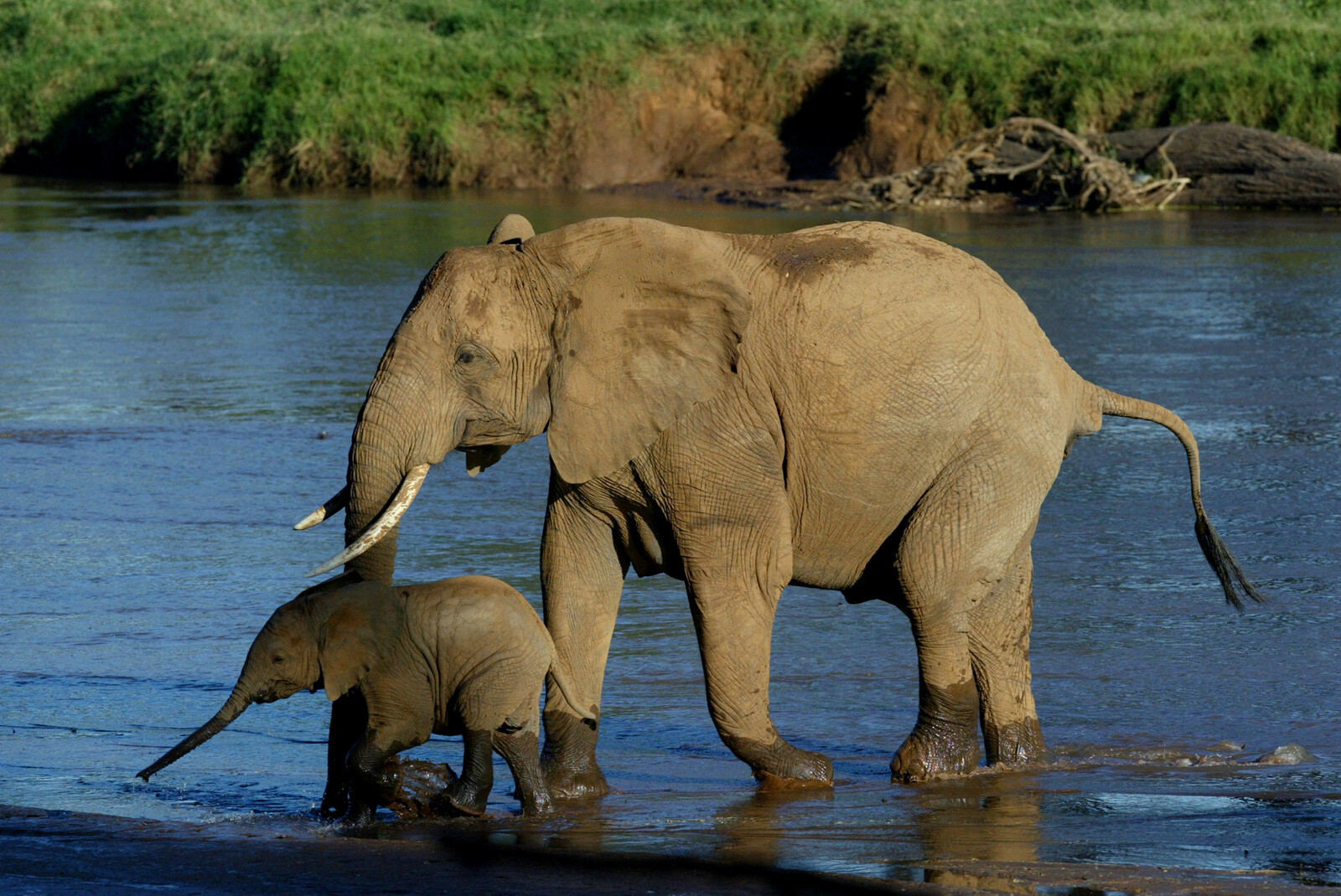 Elephant Attack in Zambia Safari