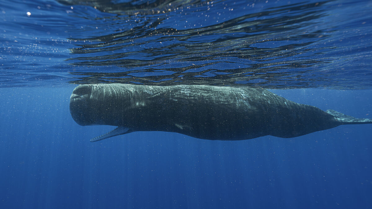 Study finds sperm whale clicking sounds resemble human language