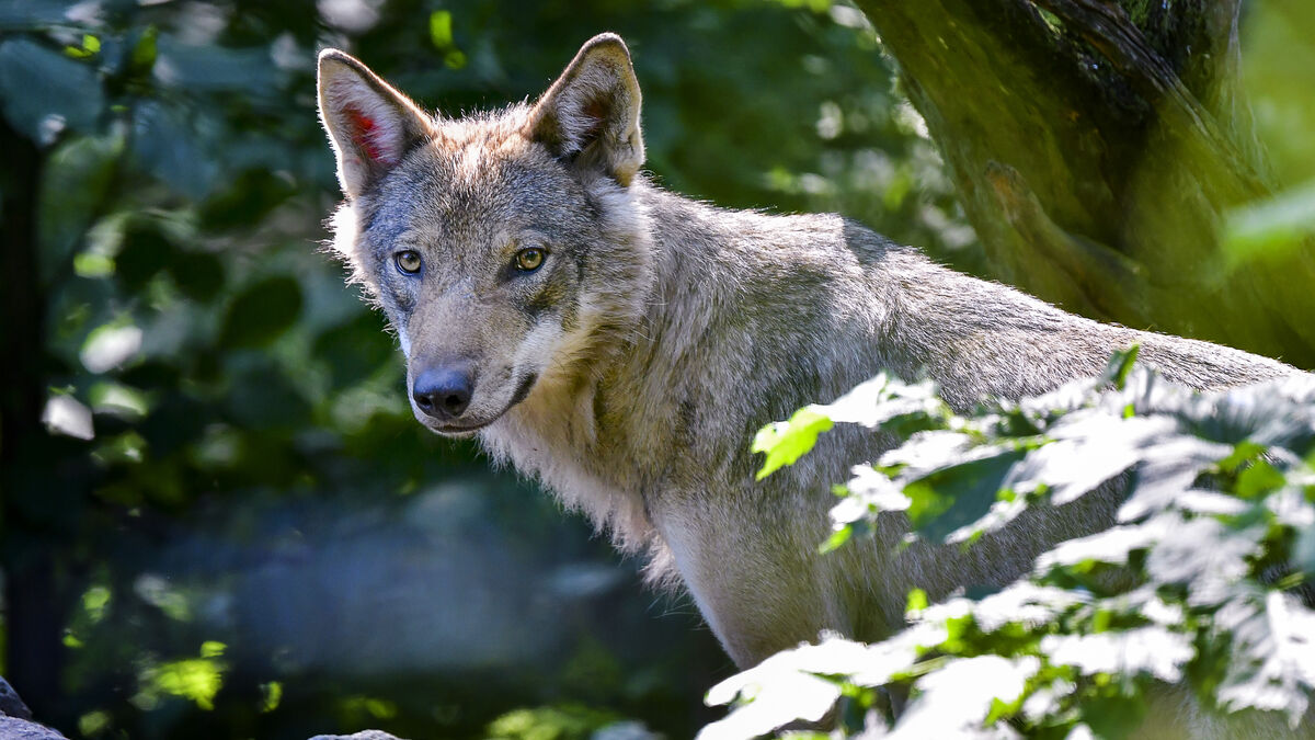 Wolf attack kills one sheep and leaves another euthanised near Vaggeryd