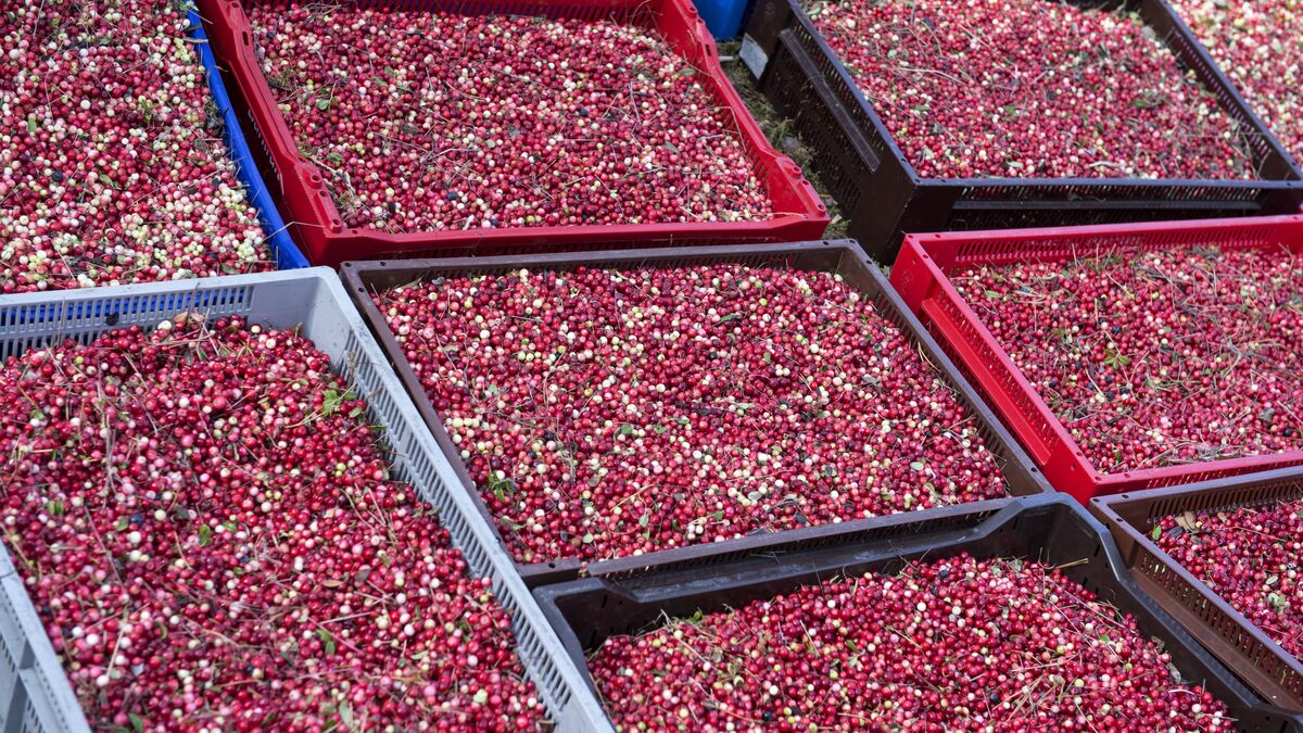 Thai Berry Pickers in Sweden to Receive Compensation for Exploitation