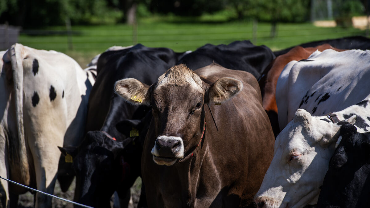 LRF warns Mercosur agreement opens