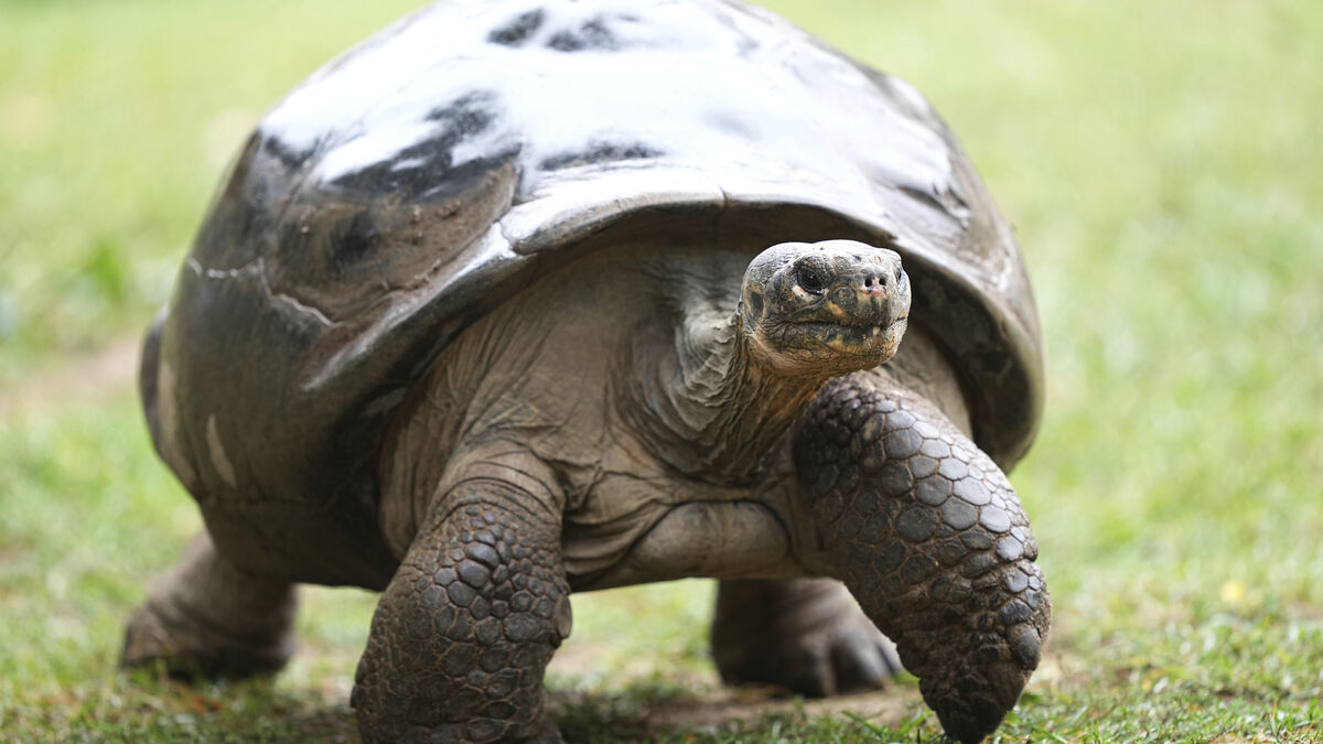 Study finds turtles are closely related to birds and crocodiles