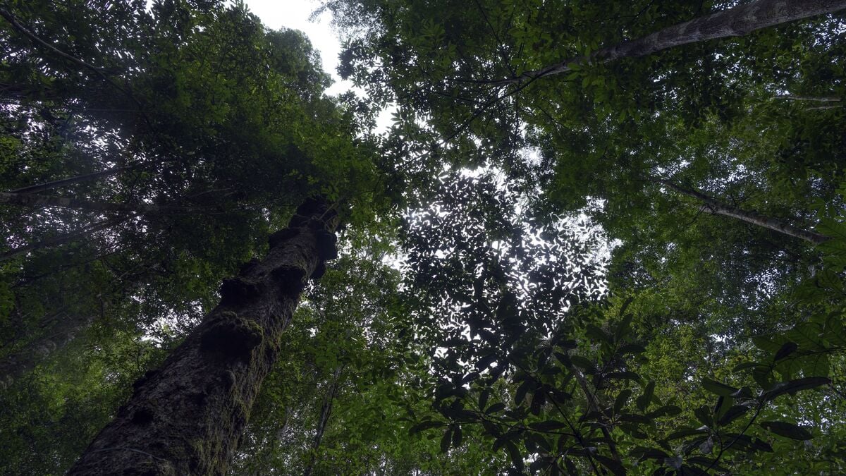 Brazilian Amazon deforestation falls to lowest level in a decade under Lula, new figures show