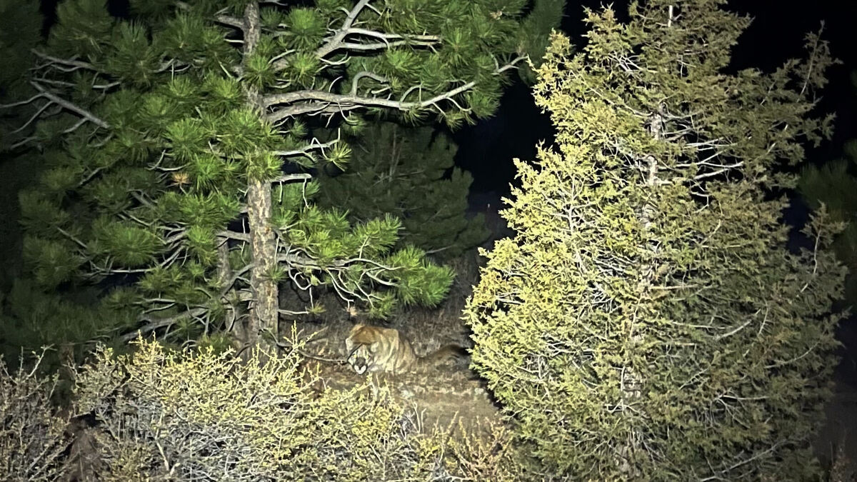 Puma suspected of killing woman