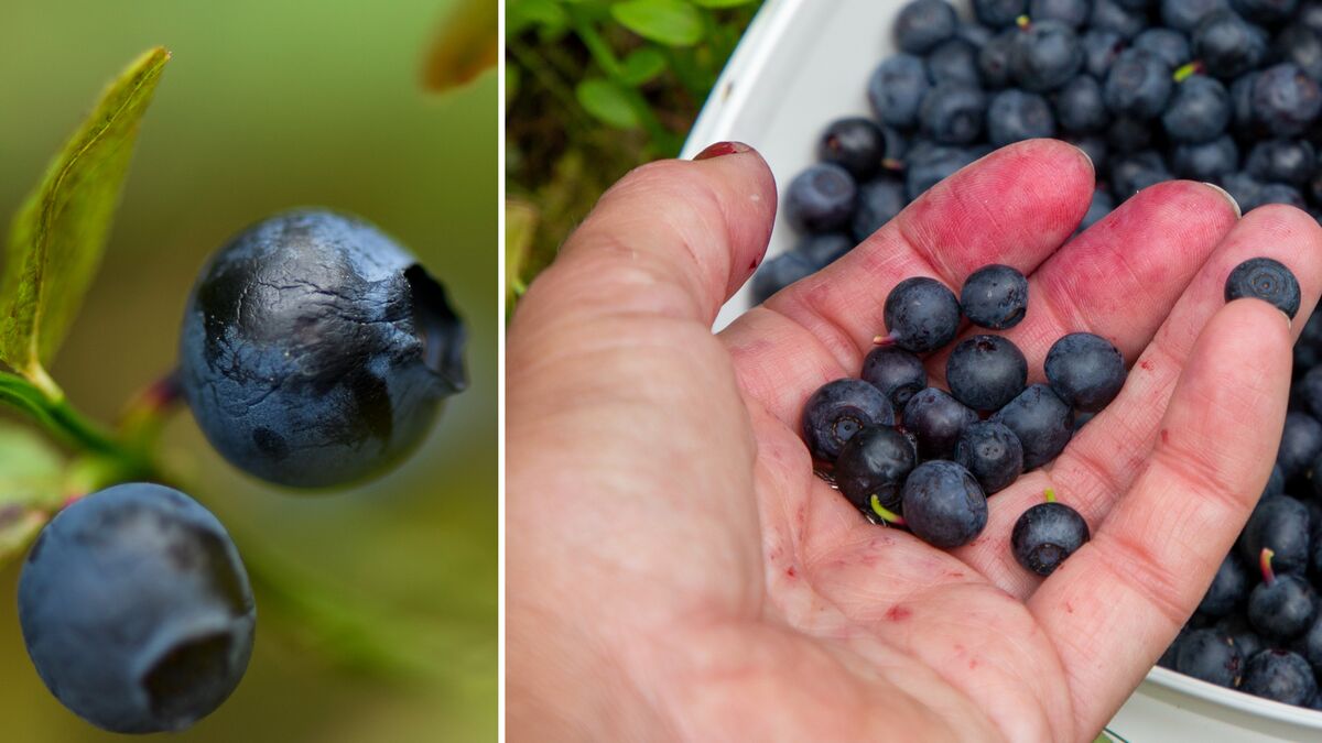 Early blueberry season in Sweden could bring a bumper crop, experts say
