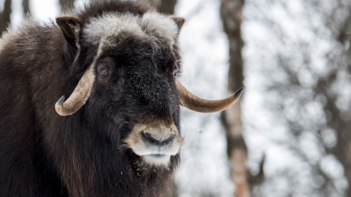 Musk Ox at Sweden’s Musk
