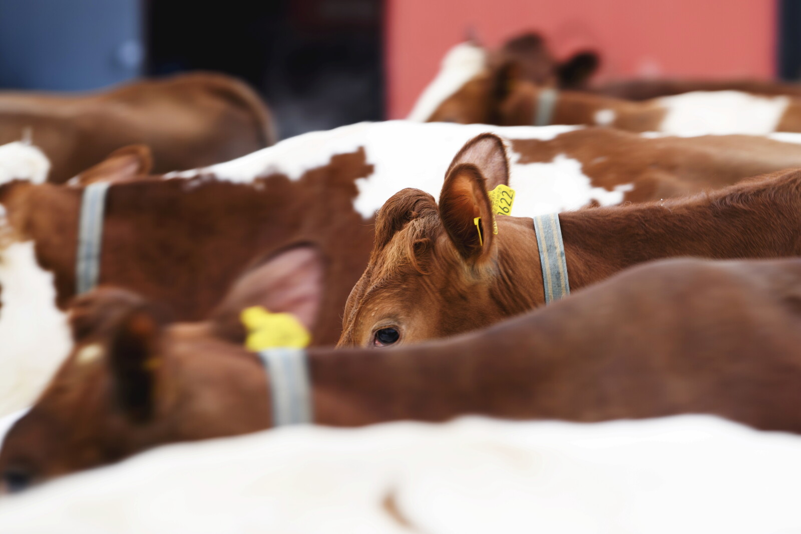 Animals Put Down Incorrectly - Prosecution