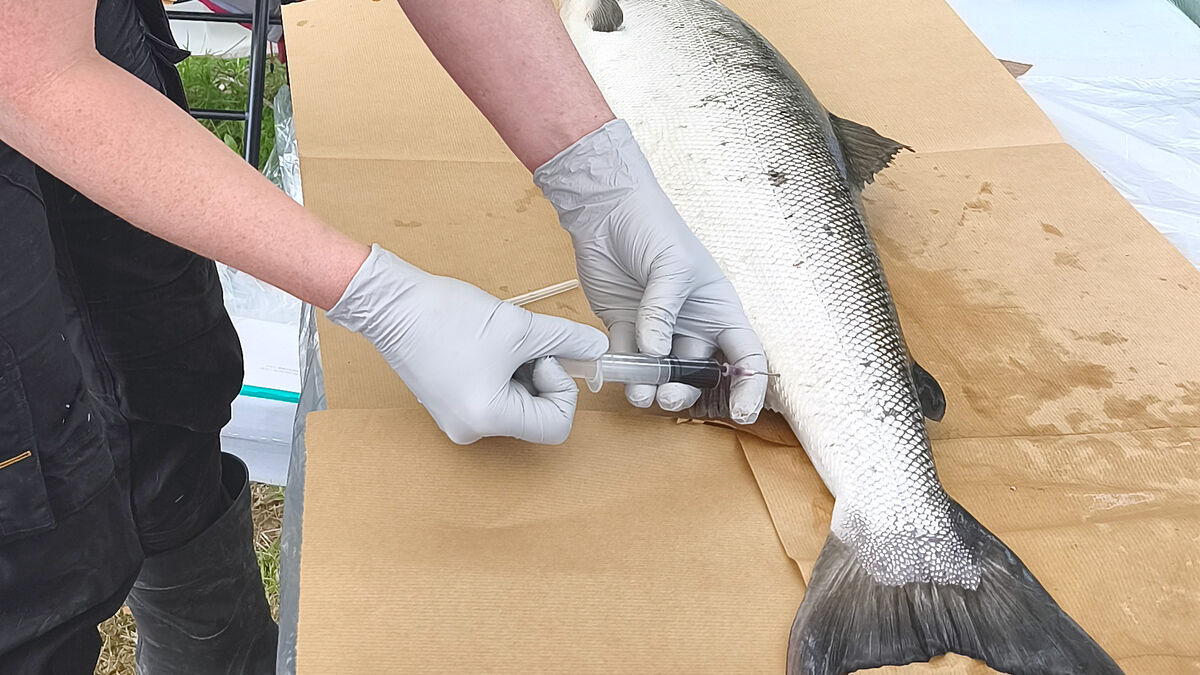 More sick salmon reported in Torne River as fungus spread puzzles experts